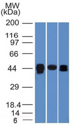 Anti-TIA1 antibody [TIA1/1313] used in Western Blot (WB). GTX35120