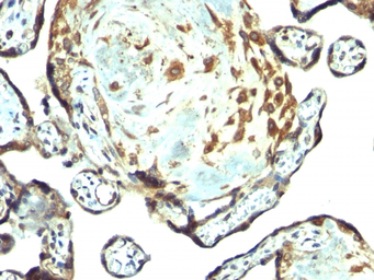 Anti-TIMP3 antibody used in IHC (Paraffin sections) (IHC-P). GTX35123
