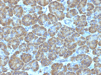 Anti-TOP1MT antibody [TOP1MT/488] used in IHC (Paraffin sections) (IHC-P). GTX35136