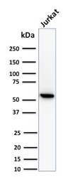 Anti-TOP1MT antibody [TOP1MT/488] used in Western Blot (WB). GTX35136