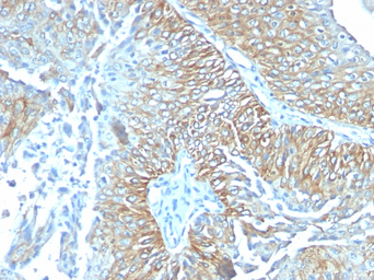 Anti-TRIM29 antibody [TRIM29/1041] used in IHC (Paraffin sections) (IHC-P). GTX35147