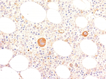 Anti-VWF antibody [VWF635] used in IHC (Paraffin sections) (IHC-P). GTX35166