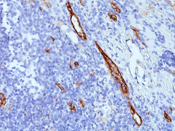 Anti-VWF antibody [SPM577] used in IHC (Paraffin sections) (IHC-P). GTX35167