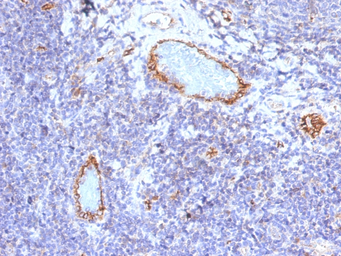 Anti-VWF antibody [VWF/1465] used in IHC (Paraffin sections) (IHC-P). GTX35169
