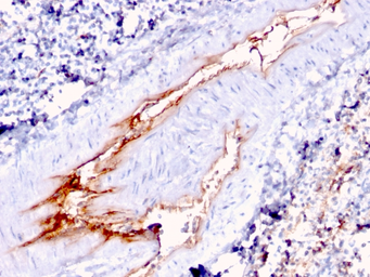 Anti-VWF antibody [VWF/1767] used in IHC (Paraffin sections) (IHC-P). GTX35170