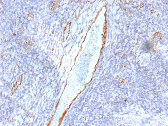Anti-VWF antibody [F8/86] used in IHC (Paraffin sections) (IHC-P). GTX35171