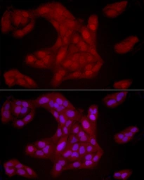 Anti-YAP1 antibody used in Immunocytochemistry/ Immunofluorescence (ICC/IF). GTX35195