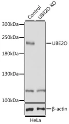 Anti-UBE2O antibody used in Western Blot (WB). GTX35205