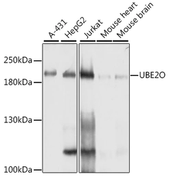 Anti-UBE2O antibody used in Western Blot (WB). GTX35205
