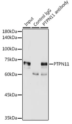 Anti-SHP2 antibody used in Immunoprecipitation (IP). GTX35210