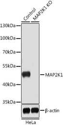 Anti-MEK1 antibody used in Western Blot (WB). GTX35212