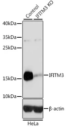 Anti-IFITM3 antibody used in Western Blot (WB). GTX35214