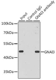 Anti-GNAI3 antibody used in Immunoprecipitation (IP). GTX35215