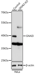 Anti-GNAI3 antibody used in Western Blot (WB). GTX35215