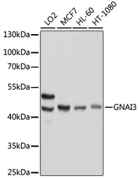 Anti-GNAI3 antibody used in Western Blot (WB). GTX35215