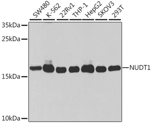 Anti-MTH1 antibody used in Western Blot (WB). GTX35216