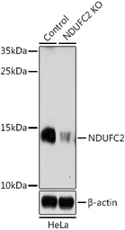 Anti-NDUFC2 antibody used in Western Blot (WB). GTX35226