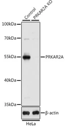 Anti-PKA R2 antibody used in Western Blot (WB). GTX35228