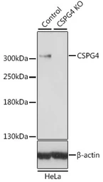 Anti-NG2 antibody used in Western Blot (WB). GTX35234
