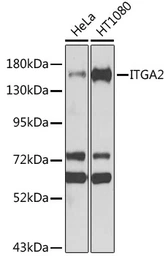 Anti-Integrin alpha 2 antibody used in Western Blot (WB). GTX35237