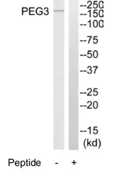 Anti-PEG3 antibody used in Western Blot (WB). GTX35251