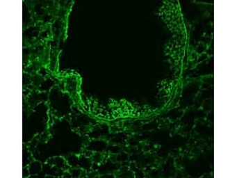 Anti-ROBO1 antibody used in IHC (Frozen sections) (IHC-Fr). GTX36928