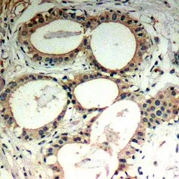 Anti-IKB epsilon antibody used in IHC (Paraffin sections) (IHC-P). GTX37290