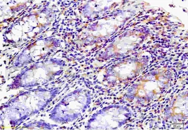 Anti-WNK3 antibody used in IHC (Paraffin sections) (IHC-P). GTX37318