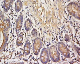 Anti-VAMP3 antibody used in IHC (Paraffin sections) (IHC-P). GTX37320