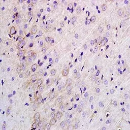 Anti-TLR1 antibody used in IHC (Paraffin sections) (IHC-P). GTX37329