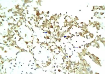 Anti-RELM alpha antibody used in IHC (Paraffin sections) (IHC-P). GTX37350