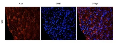 Anti-NTCP antibody used in IHC (Paraffin sections) (IHC-P). GTX37362