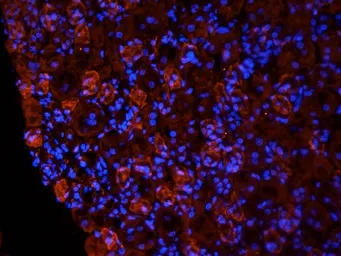 Anti-NTCP antibody used in IHC (Frozen sections) (IHC-Fr). GTX37362