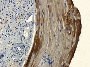 Anti-CD303 antibody used in IHC (Paraffin sections) (IHC-P). GTX37364