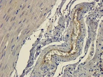 Anti-CD303 antibody used in IHC (Paraffin sections) (IHC-P). GTX37364