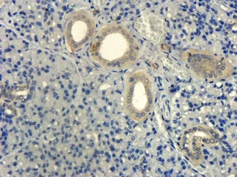 Anti-CD303 antibody used in IHC (Paraffin sections) (IHC-P). GTX37364