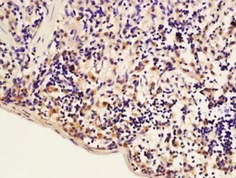 Anti-MCP1 / CCL2 antibody used in IHC (Paraffin sections) (IHC-P). GTX37379