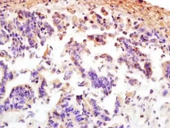 Anti-MCP1 / CCL2 antibody used in IHC (Paraffin sections) (IHC-P). GTX37379