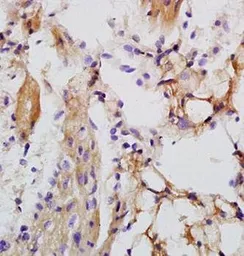 Anti-LRIG1 antibody used in IHC (Paraffin sections) (IHC-P). GTX37385