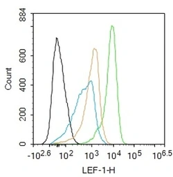 Anti-LEF1 antibody used in Flow cytometry (FCM). GTX37387