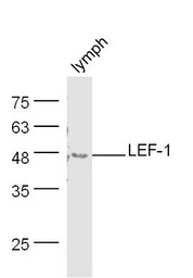 Anti-LEF1 antibody used in Western Blot (WB). GTX37387