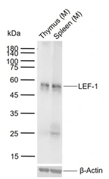 Anti-LEF1 antibody used in Western Blot (WB). GTX37387