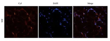 Anti-HOXA10 antibody used in IHC (Frozen sections) (IHC-Fr). GTX37412