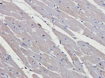 Anti-HOXA10 antibody used in IHC (Paraffin sections) (IHC-P). GTX37412