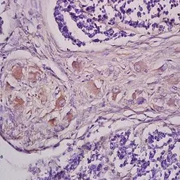 Anti-mGluR1 antibody used in IHC (Paraffin sections) (IHC-P). GTX37416