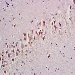 Anti-mGluR1 antibody used in IHC (Paraffin sections) (IHC-P). GTX37416