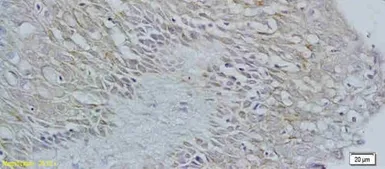 Anti-GPR54 antibody used in IHC (Paraffin sections) (IHC-P). GTX37417