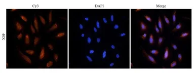 Anti-Endothelin 1 antibody used in Immunocytochemistry/ Immunofluorescence (ICC/IF). GTX37427