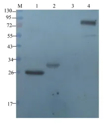 Anti-Endothelin 1 antibody used in Western Blot (WB). GTX37427