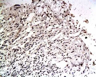 Anti-EGFL7 antibody used in IHC (Paraffin sections) (IHC-P). GTX37429